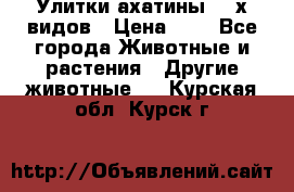 Улитки ахатины  2-х видов › Цена ­ 0 - Все города Животные и растения » Другие животные   . Курская обл.,Курск г.